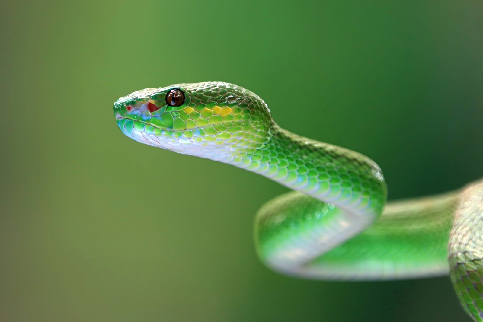 Keeping Snakes Out of Rural Nigerian Homes and Villages - bulaba
