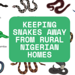 Keeping Snakes Away from Rural Nigerian Homes
